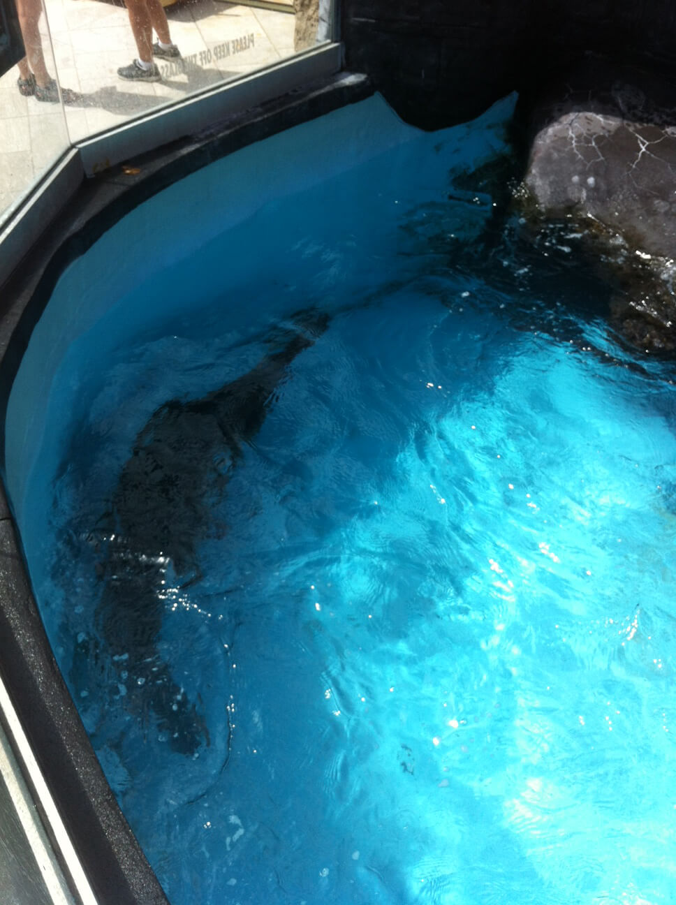 Marine Habitats Restored by Aquaguard 5000 Pool Repair and Refinish Products