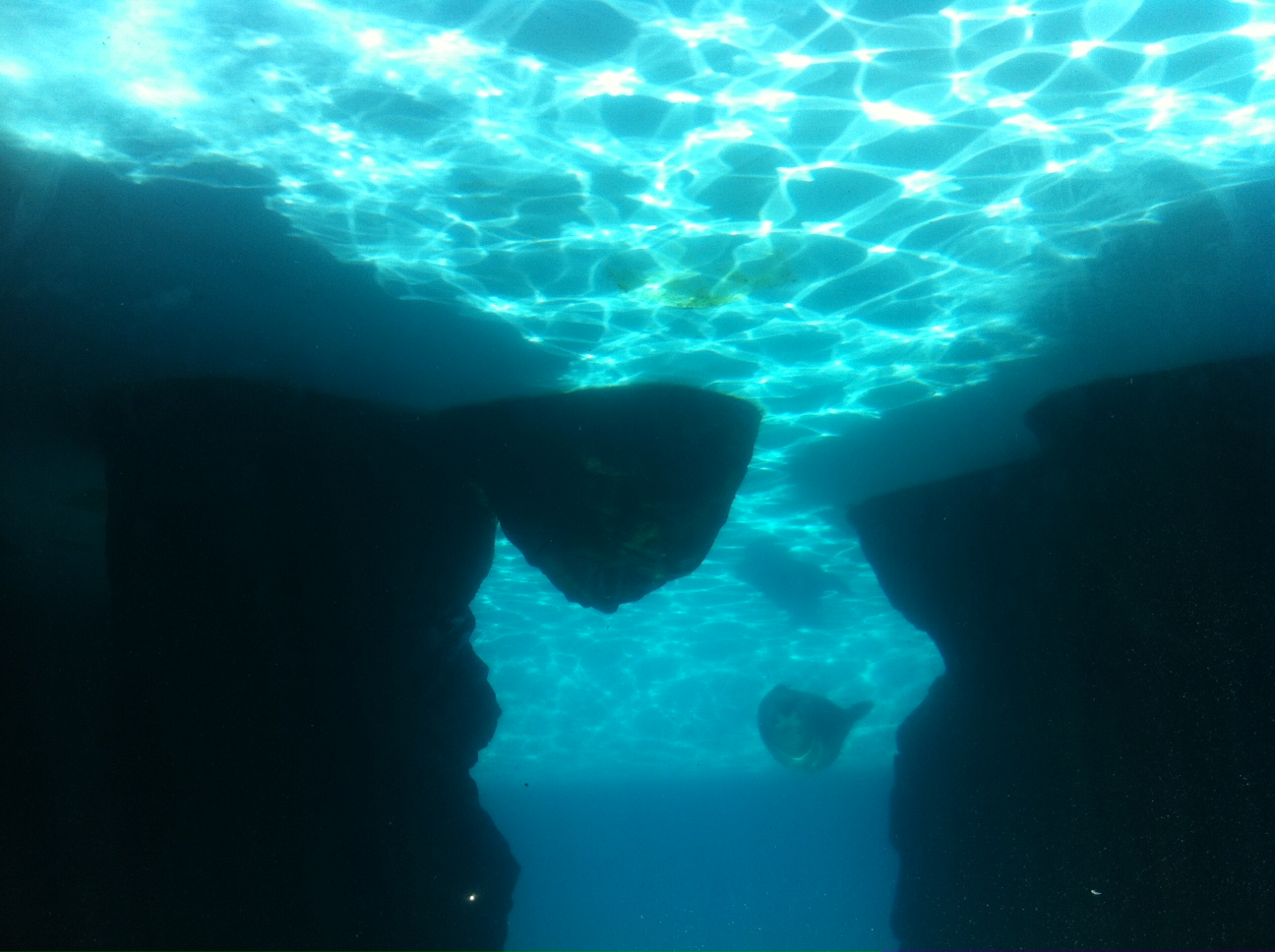 Marine Habitats Restored by Aquaguard 5000 Products