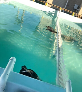 marinelife Marine Habitat