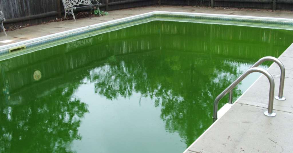 Algae in Your Pool