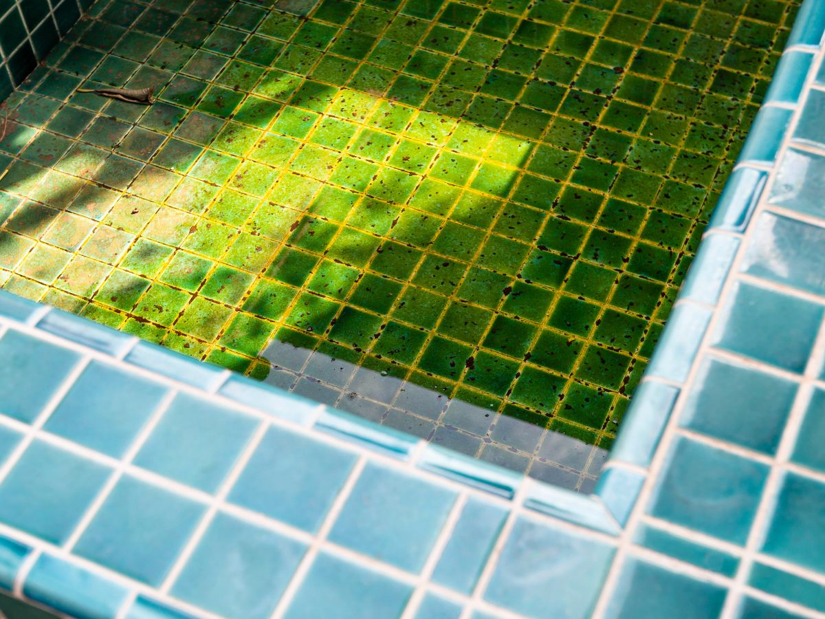Understanding Algae in Pools